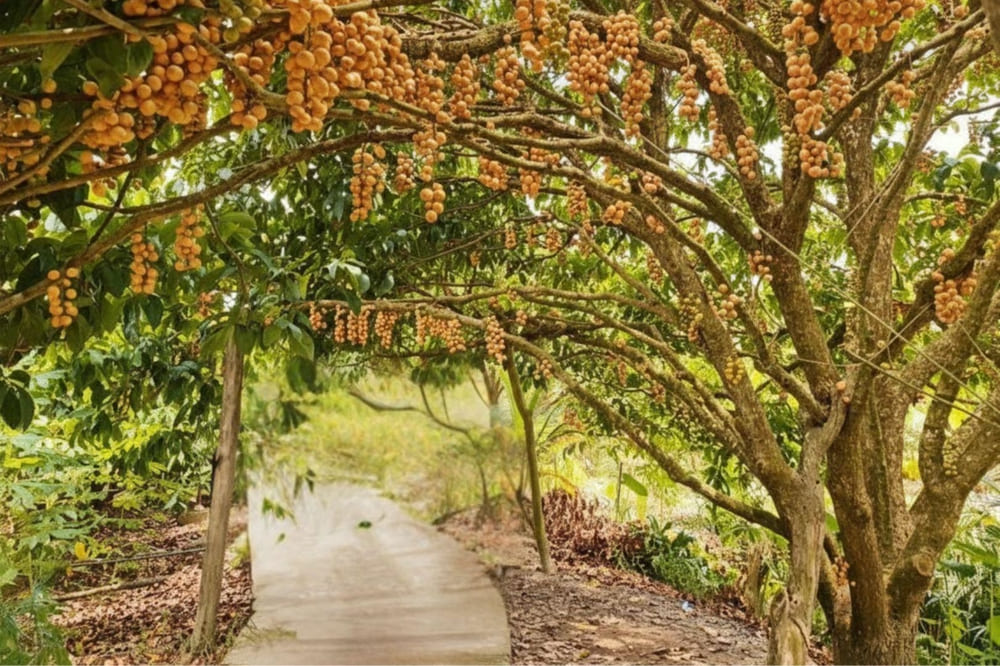 Vườn D&acirc;u C&aacute;i T&agrave;u &Uacute;t Thặng